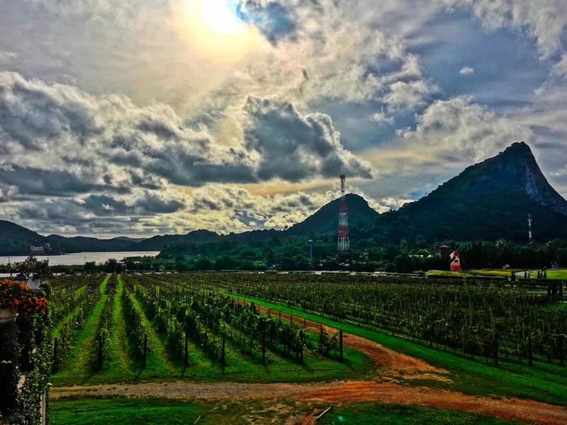 Silver Lake vineyards panorama with Big Buddha Mountain