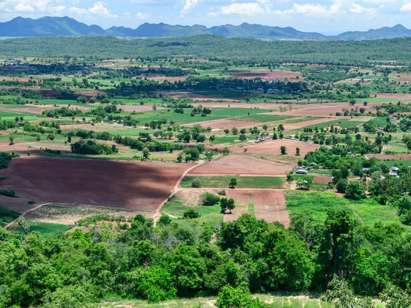Stunning tree tunnel avenue