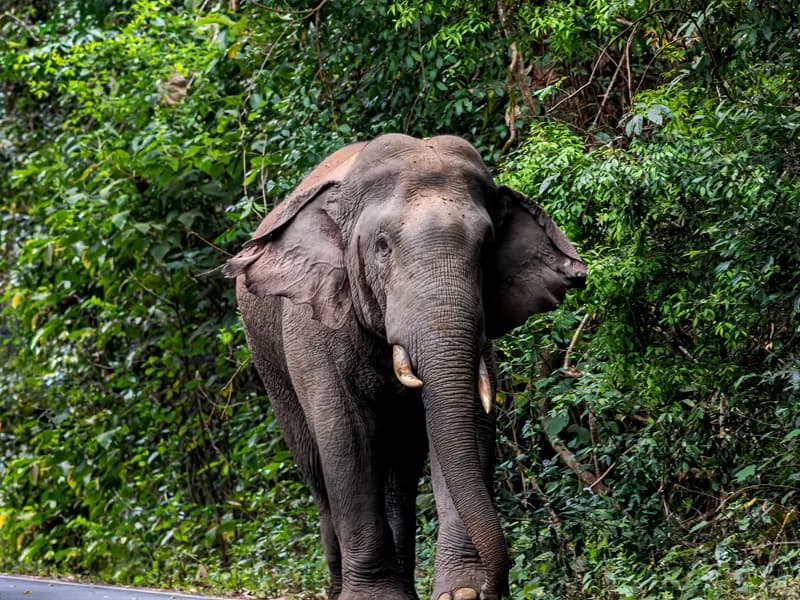 Wild elephant emerging from the jungle in Khao Yai National Park