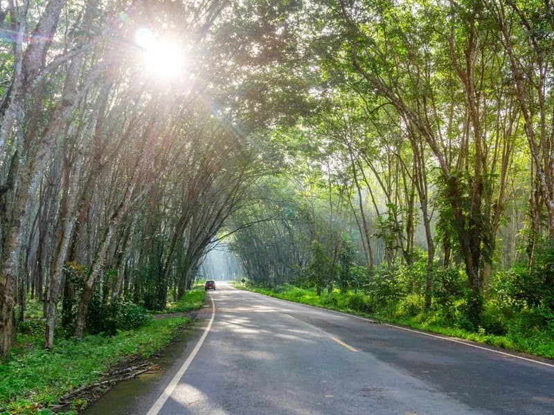 Off-road track through rubber tree plantation