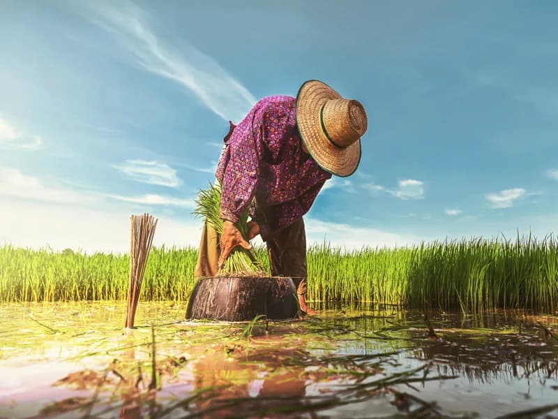 Wooden bridge walkway through rice fields at Huai Kho lake
