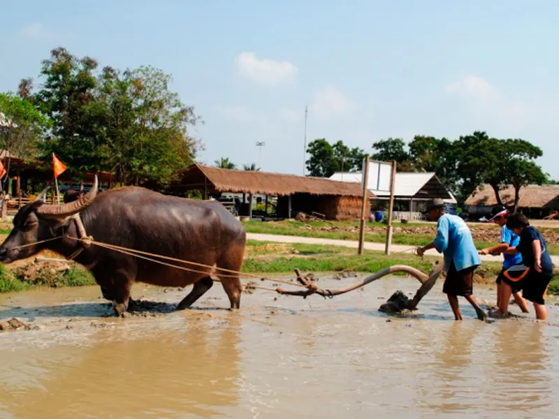 Baan Kwai buffalo village with rice paddy fields