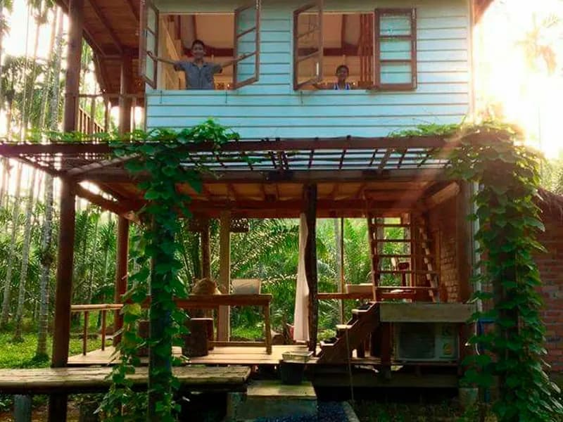 Water buffalo in the fields at Baan Kwai